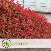 Plant in a Box - Photinia fraseri Red Robin - Set van 2 - Helderrode bladeren - Wintergroene heester - Pot 17cm - Hoogte 30-40cm