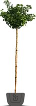Japanse notenboom | Ginkgo biloba Mariken | Stamomtrek: 6-8 cm | Stamhoogte: 200 cm