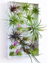 Tillandsia Schilderij met echte levende Luchtplantjes, kantoor, huiskamer, plant