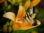 Diamond Painting Gele vlinder op een bloem Diamond Painting 40x50cm. DP Volledige bedekking - Ronde steentjes - diamondpainting inclusief tools