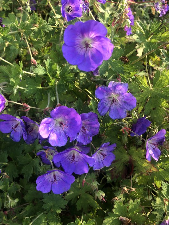 Foto: 6 x geranium rozanne ooievaarsbek pot 9x9cm