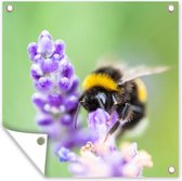 Posters de Posters de jardin Bourdon - Insectes - Lavande - 50x50 cm