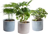 Trio 'Urban Jungle' in Laos keramiek – ↨ 25cm – ⌀ 10cm