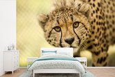 Behang - Fotobehang Luipaard - Cheeta - Dier - Breedte 450 cm x hoogte 300 cm