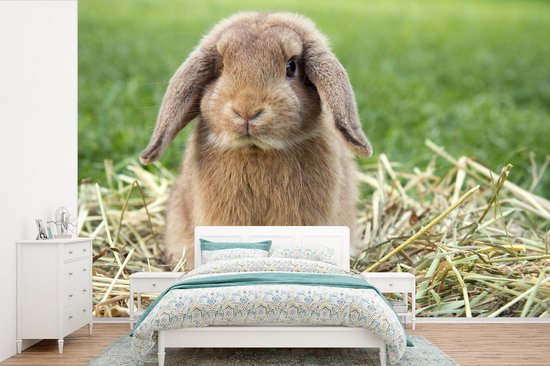 Papier peint - Papier peint photo Lapin - Paille - Animal - Largeur 330 cm x hauteur 220 cm