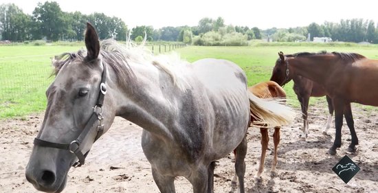 Excellent Equi total balance - 2.5 liter - Bevordert een optimale werking van maag en darmen en ondersteund het immuunsysteem - Geschikt voor paarden - Met pomp