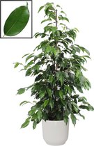 Kamerplant van Botanicly – Treurvijg in witte ELHO plastic pot als set – Hoogte: 105 cm – Ficus benjamina Danielle