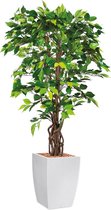HTT - Kunstplant Ficus in Genesis vierkant wit H165 cm