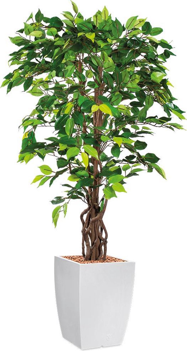 HTT Decorations Kunstplant Ficus in Genesis vierkant H155 cm Wit