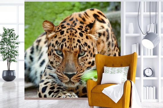 Papier peint - Papiers Papier peint photo Panthère - Chasse - Motifs - Largeur 220 cm x Hauteur 220 cm