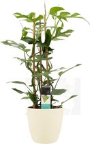 Kamerplant van Botanicly – Philodendron Minima incl. crème kleurig sierpot als set – Hoogte: 70 cm