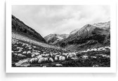 Walljar - Grazing Sheep - Zwart wit poster