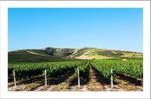 Walljar - Midwest Vineyard - Muurdecoratie - Poster met lijst