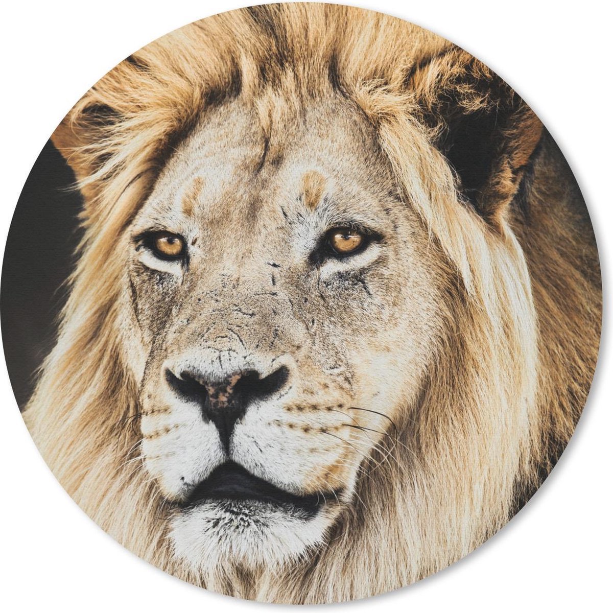 Muismat rond 50x50 cm - Mousepad Leeuwen - Kleuren - Roofdier - Ronde muismatten