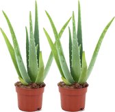 ZynesFlora - Aloë Vera - 2 Stuks - Ø 14 cm - Hoogte: 45 - 50 cm - Kamerplant - Aloë - Succulent - Vetplant