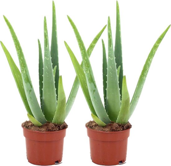 ZynesFlora - Aloë Vera - 2 Stuks - Ø 14 cm - ↕ Hoogte: 45 - 50 cm – Kamerplant – Aloë – Succulent – Vetplant