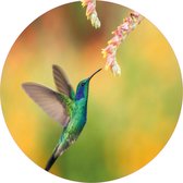 Muurcirkel ijsvogel