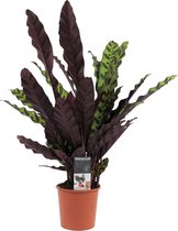 Calathea Insigne 'Pauwenplant'- Hoogte: ↑ 55 cm - Diameter pot: Ø 14 cm - Merk: Decorum