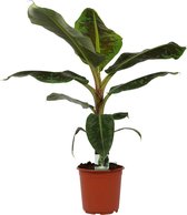 Musa Dwarf Cavendish 'Bananenplant' - Hoogte: ↑ 85 cm - Diameter pot: Ø 21 cm - Merk: Decorum