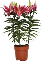 Potlelie roze 'Lilium' - Hoogte: ↑ 55 cm - Diameter pot: Ø 17 cm - Merk: Decorum