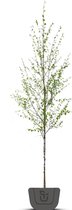 Witte Berk  | Betula utilis jacquemontii | Stamomtrek: 12-14 cm