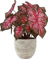 XL Caladium Carolyn Whorton met pot Karlijn Earth ↕70cm - Kamerplant
