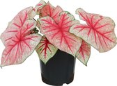 XL Caladium Fiesta zonder pot ↕50cm - Kamerplant