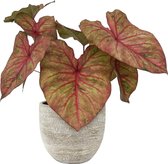 XL Caladium Autumn Beauty met pot Karlijn Earth ↕70cm - Kamerplant