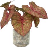 XL Caladium Autumn Beauty met pot Saar Earth ↕70cm - Kamerplant