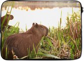 Laptophoes 14 inch - Een Capibara tussen het hoge riet - Laptop sleeve - Binnenmaat 34x23,5 cm - Zwarte achterkant