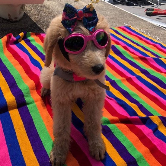 Coole Hond Zonnebril Uv-bescherming Winddicht Goggles Pet Eye Draag Medium Grote Hond Zwemmen Schaatsen Glazen Toegang Tot Toegang