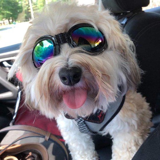 Hondenbril - Zonnebril hond - Honden zonnebril - Zwart - UV werend