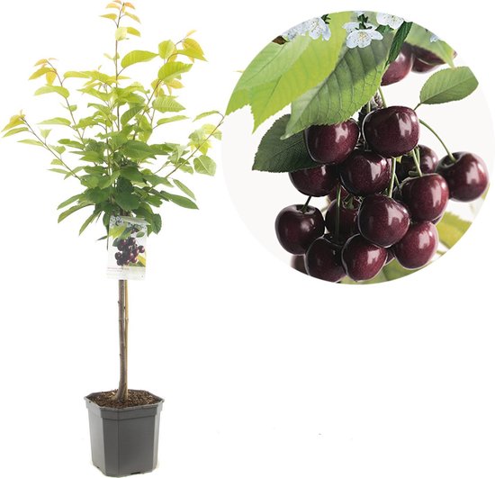 Kersenboom - Prunus avium Kordia