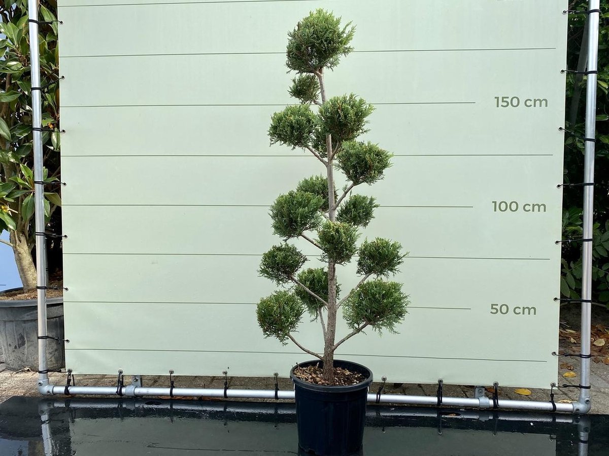 Cupressocyparis Leylandii - Pon Pon - Pot ⌀ 28cm - Hoogte ca. 155cm