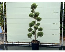 Cupressocyparis Leylandii - Pon Pon - Pot ⌀ 28cm - Hoogte ca. 155cm