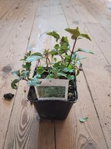 Munt plant - Chocolademunt - kruidenplant in pot 9 cm - Mentha piperita 'Chocolate