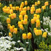12x Tulpen - Tulipa 'Ice Lolly' - Geel rood - Bloembollen tulpen - 12 bollen
