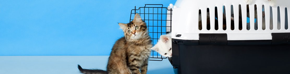 medeleerling punch soep Kittenwinkel - Voor alle kitten spullen en Kitten checklist | bol.com