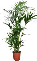 Kentia palm - Grote kentia kamerpalm