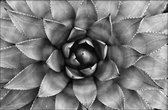 Walljar - Succulent - Zwart wit poster