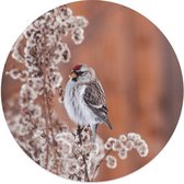 Label2X Muurcirkel birdy - Ø 100 cm - Dibond - Aanbevolen