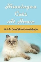 Himalayan Cats At Home: How To Pet, Care And What Food To Feed Himalayan Cats