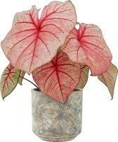 XL Caladium White Queen met pot Saar Earth ↕60cm - Kamerplant