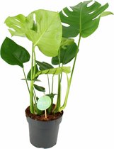 Kamerplant van Botanicly – Gatenplant – Hoogte: 75 cm – Monstera Deliciosa