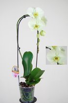 Orchidee van Botanicly – Vlinder orchidee – Hoogte: 55 cm, 1 tak – Phalaenopsis Green Earth