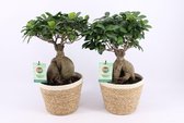 Kamerplanten van Botanicly – 2 × Chinese vijg in zeegras pot als set – Hoogte: 50 cm – Ficus microcarpa Ginseng