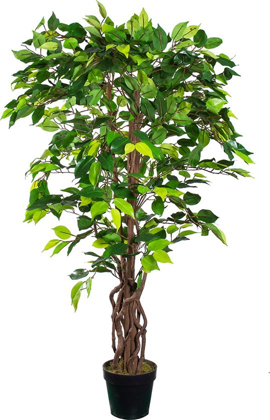 Grote kunstplant Ficus met groene bladeren in een zwarte pot, met gevlochten stam.