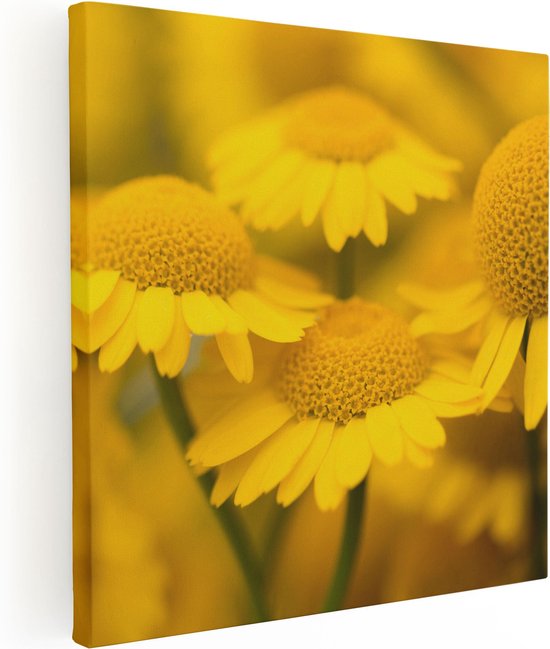 Artaza Canvas Schilderij Gele Kamille Bloemen - 60x60 - Foto Op Canvas - Canvas Print