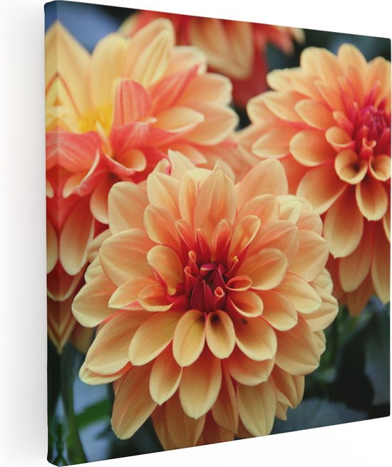 Artaza Canvas Schilderij Oranje Dahlia Bloemen  - 70x70 - Foto Op Canvas - Canvas Print