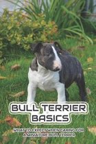 Bull Terrier Basics: What To Expect When Caring For A Miniature Bull Terrier